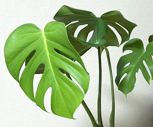 ハワイアンテイストの家づくりなら観葉植物