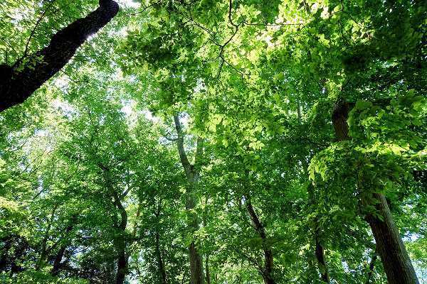 神戸の注文住宅で利用する木材