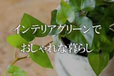 神戸でおしゃれなインテリアグリーンの暮らし