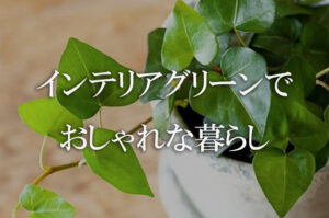 神戸でおしゃれなインテリアグリーンの暮らし